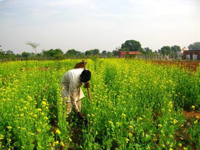 Organic Farming